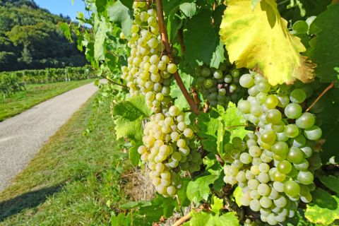 Hiking trail with vineyards on the world heritage trail Wachau