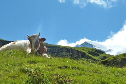 Freilaufende Kuh am Bärentrek