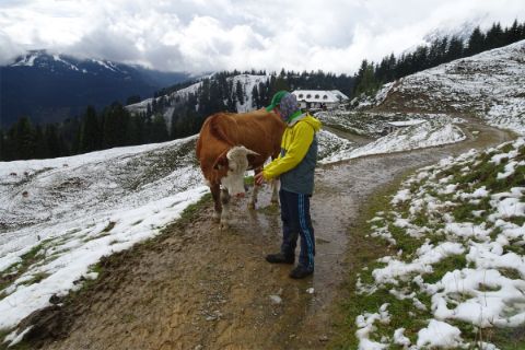 Wanderer begegnet Kuh am Berg