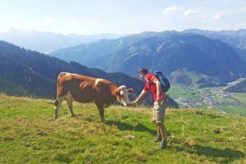 Wanderer mit Kuh auf den Salzburger Gipfeln