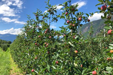 Apple groves in the region of Bolzano
