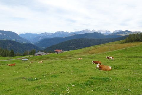 Kühe auf den Loferer Steinbergen