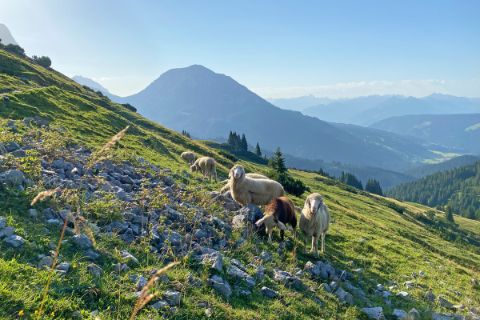 Sheep on the hiking trail