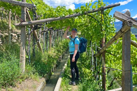 Hiker in the vineyards in Vinschgau<br/>