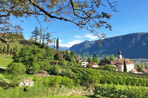 Wandern durch die Weingärten in Südtirol