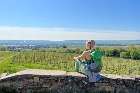 Blick auf die Weinreben im Rheinland