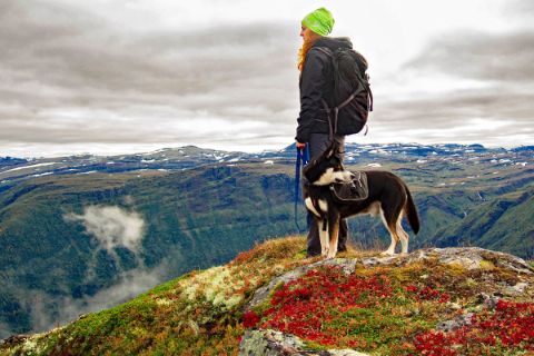 Spannende Wandererlebnisse beim Wandern mit Hund