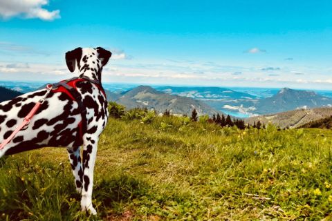 Panorama im Wanderurlaub mit Hund