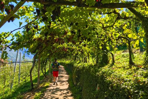 Wanderweg durch die Weinreben in Südtirol