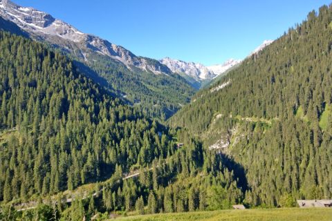 Alps Steeg with forest view