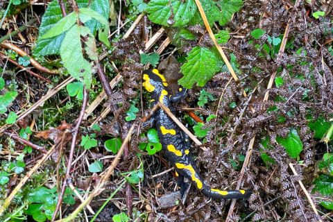 Alpine salamander on forest floor