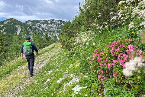 Alpine flowers on the Feuerkogel with hiker in the background