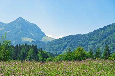 Flower meadow with mountain panorama on the alpine pasture hike at Wolfgangsee