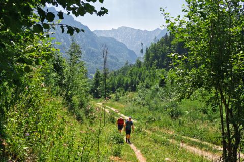Two hikers on the forest road during the alpine pasture hike at Wolfgangsee 