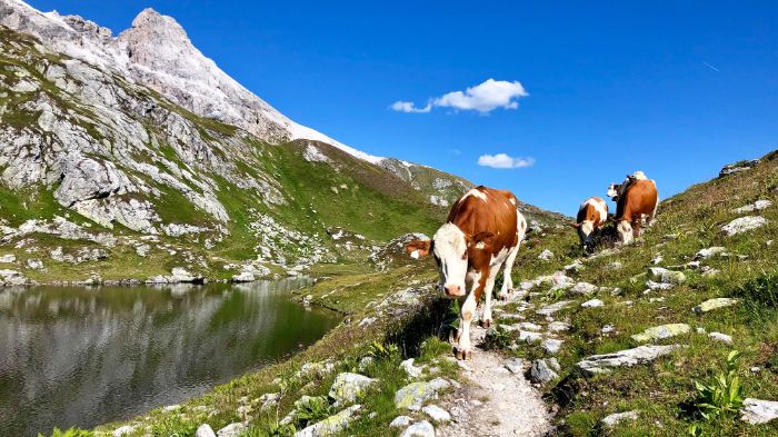 Kühe am Bergsee