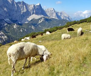 Grasende Schafe im Karwendelgebirge am Tirolerweg