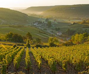 Hiking in the wine region Burgund