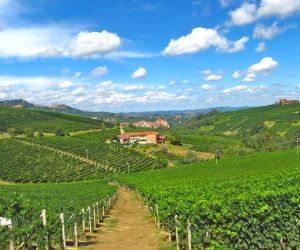Enchanting vineyards in Piedmont