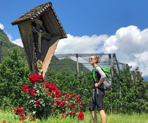 Hiker marvels at apple orchards along the way