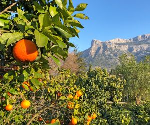 eurohike-walking-tours-mallorca-oranges-trans-tramuntana-mountains