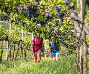 Hiking during the grape harvest in South Tyrol