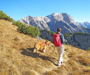 Summit panorama while walking with your dog in Pinzgau region