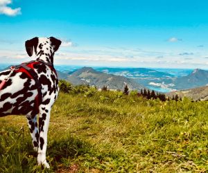Panoramic views in your hiking holiday with your dog