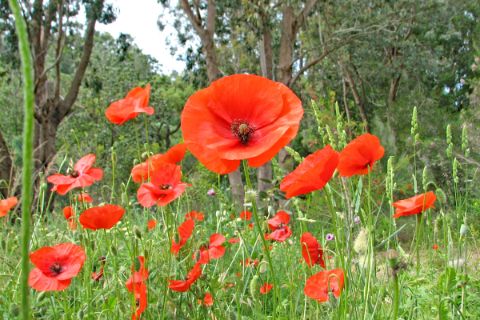 Poppies on the hikes through Provence