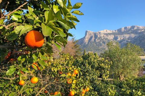 Blooming oranges in the Tramuntana mountain range