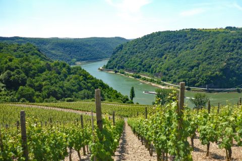 Hiking with view onto vineyards and river Rhine