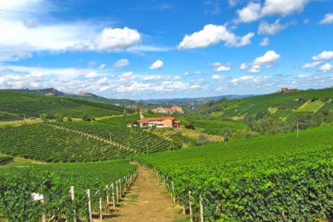 Weinberge in Piemont