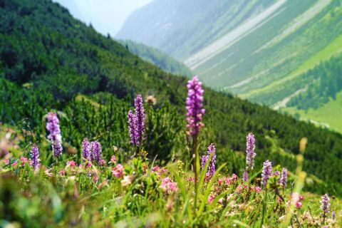 Beautiful alpine flowers in the Lech Valley