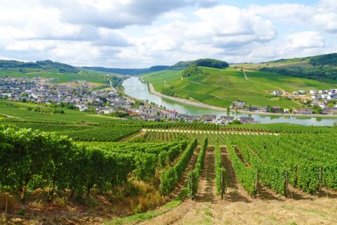 Moselle view with grape vines on the hiking trail