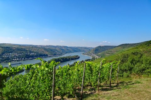 Hiking trails through vineyards on the Rheinsteig