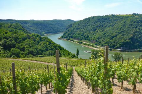 Hiking tour on the Rhine with panoramic views