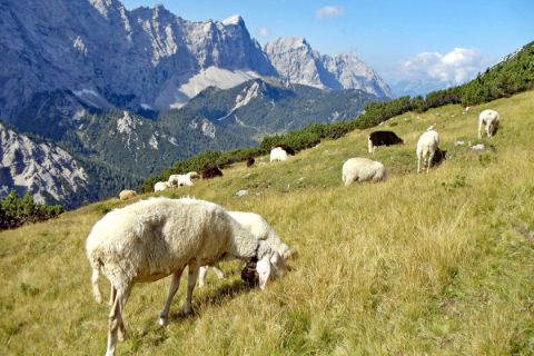 Grasende Schafe im Karwendelgebirge am Tirolerweg