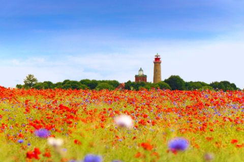 View on a field of poppies along the hiking trail on the island of Rügen