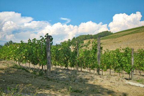 Vineyards on the hiking trail Alpe Adria Trail