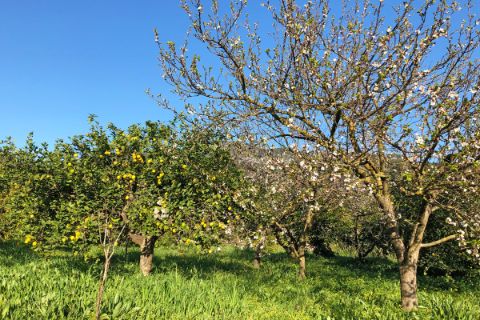 eurohike-walking-tours-mallorca-almond-blossoms