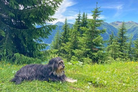 Hiking with your dog in Saalbach at the Kohlmais summit