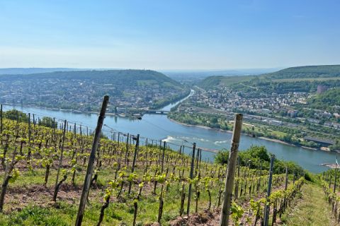 Wine field on the Rhine