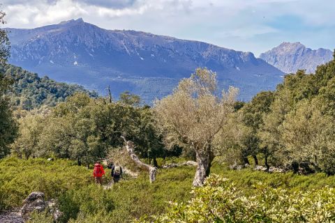 Steineichen und Olivenbäume mit Wanderern