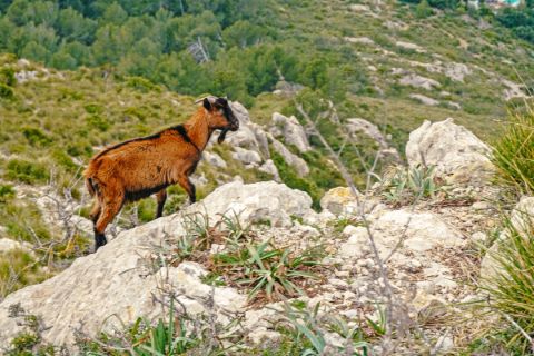 Goat on the Talaia d'Alcúdia