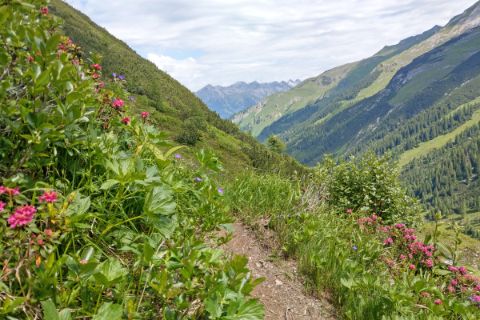 Path on the high hiking trail Venet with red flowers and distant view