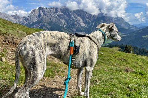 Dog Asta with a mountain view