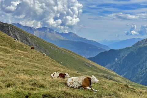 Alpine meadow with cows in the Mallnitz Tauern