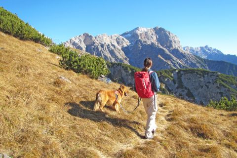 Summit panorama while walking with your dog in Pinzgau region