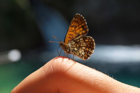 Gorgeous butterflies