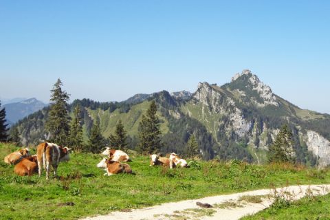 Alpine cows on the Kampenwand
