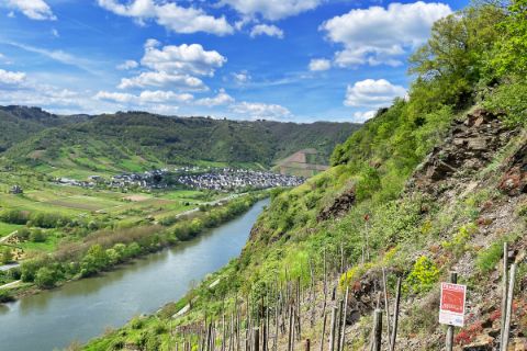 View of the river from the vineyard on the Moselsteig Tour